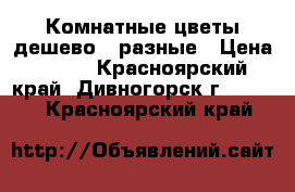 Комнатные цветы дешево - разные › Цена ­ 100 - Красноярский край, Дивногорск г.  »    . Красноярский край